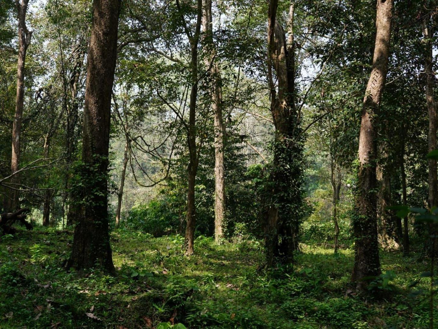Sanjeevini Life Care Village - A Science Based Non - Invasive Holistic Wellness Destination Коччи Экстерьер фото