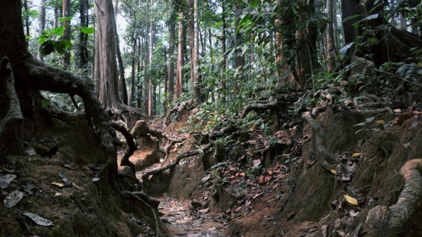 Sanjeevini Life Care Village - A Science Based Non - Invasive Holistic Wellness Destination Коччи Экстерьер фото